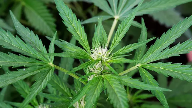 Imagen de archivo de una planta de cannabis.