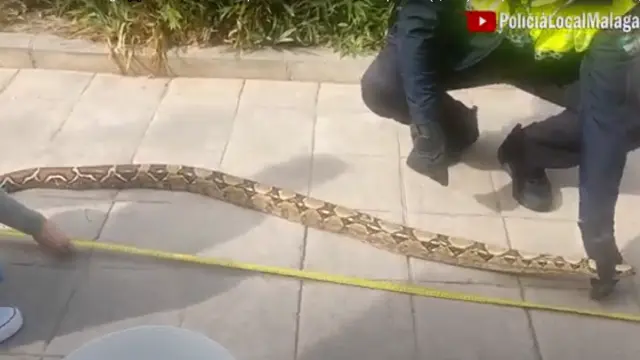 La policía local de Malaga con la boa constrictor imperator de 2,3 metros.