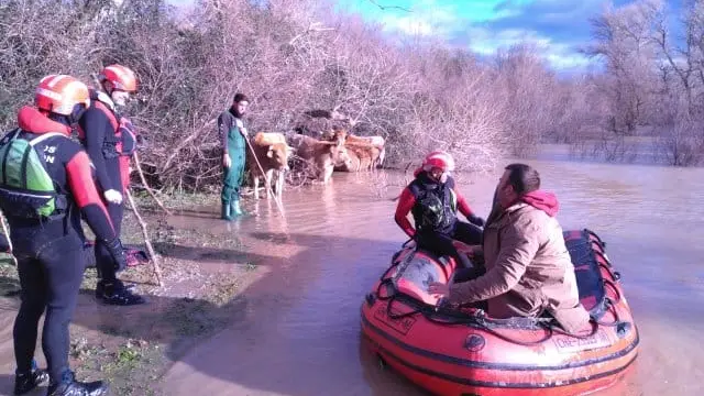 Rescate de las vacas por parte de los bomberos de la Diputación de Zaragoza este martes en una finca de Alcalá de Gurrea