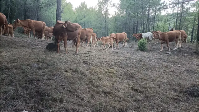 El rebaño de vacas se mueve por el valle de Olba limpiando de material combustible los bosques.