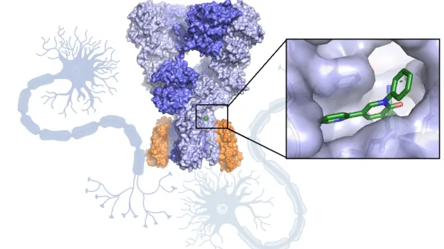 Estructura atómica de un receptor de glutamato unido a un fármaco antiepiléptico.