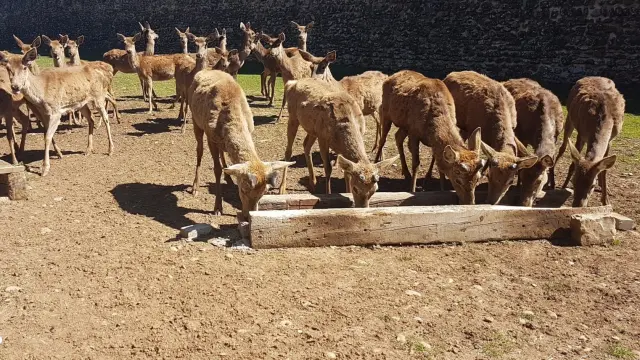Varios ciervos en el foso de la Ciudadela de Jaca.