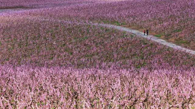 Los campos que rodean a este pueblo de Lérida se tiñen de rosa en primavera