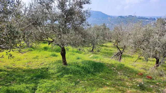 Los olivos constituyen un eje fundamental para las zonas rurales del sur del Líbano.