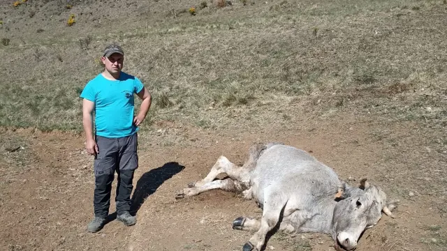 Iván Villarroya, junto a la vaca que ha sido atacada por los buitres, en el monte de Villarroya de los Pinares.
