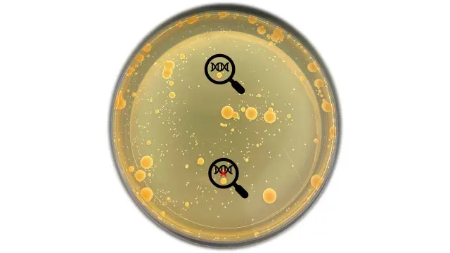 Placa de cultivo microbiológico con colonias de salmonella. Las mutaciones (cambios en su genoma) presentes en algunas de ellas pueden estar relacionadas con la resistencia a los antibióticos.
