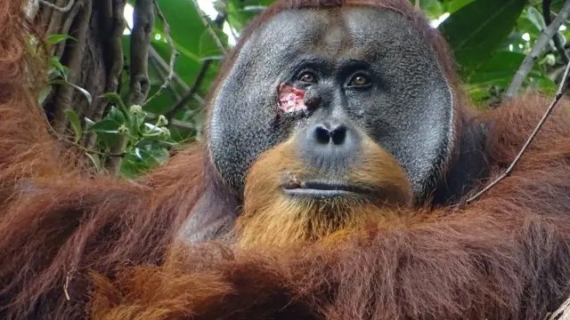 Rakus, el orangután herido en la selva de Sumatra