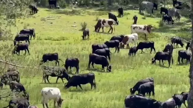 400 cabezas de ganado escoltadas por cinco vaqueros a caballo han recorrido 500 kilómetros a pata durante 25 días.