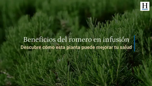 Estos son los beneficios del romero en infusi\u00f3n para la salud