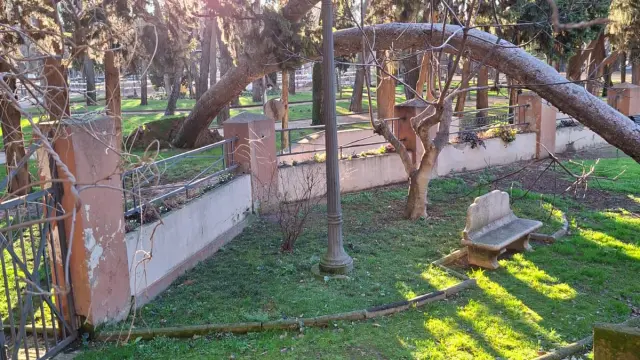 Ejemplares caídos en el parque Miguel Servet y en el pinar del Hospital Provincial de Huesca.