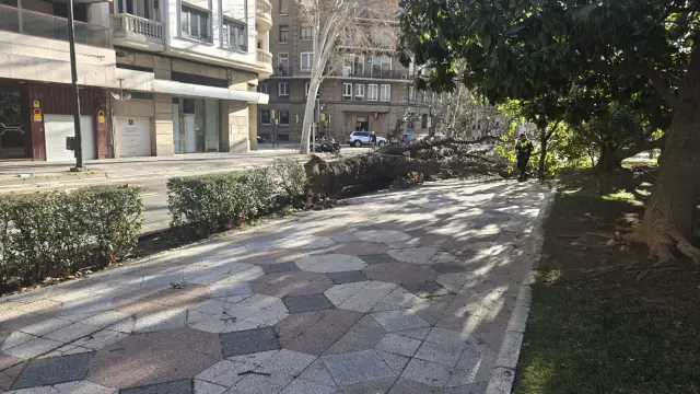 Árboles caídos en el paseo de la Constitución de la capital aragonesa.