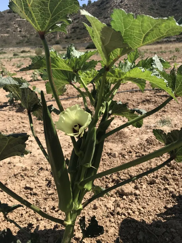 Una planta de okra, una hortaliza africana que está echando raíces en dos hectáreas de regadíos de Nonaspe (Zaragoza).
