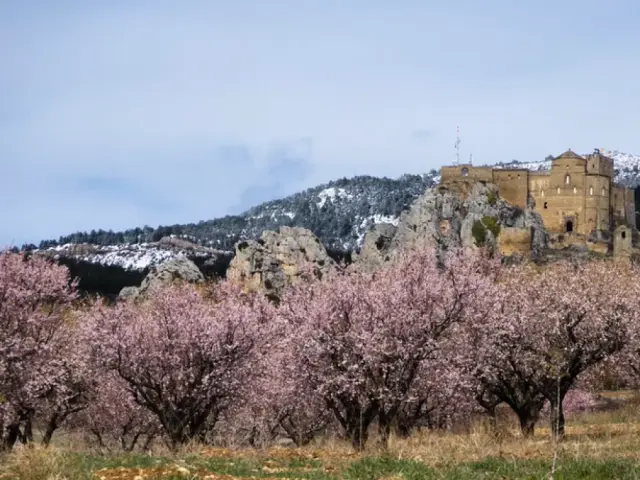 Imagen de archivo de almendros en flor en la Hoya de Huesca.