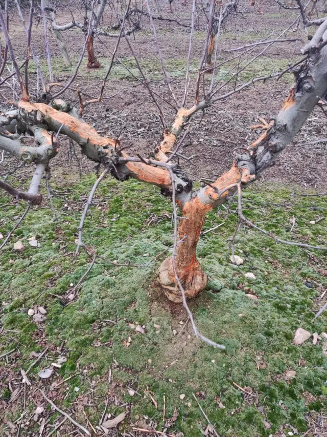 Árboles dañados por la plaga de conejos "hídridos"