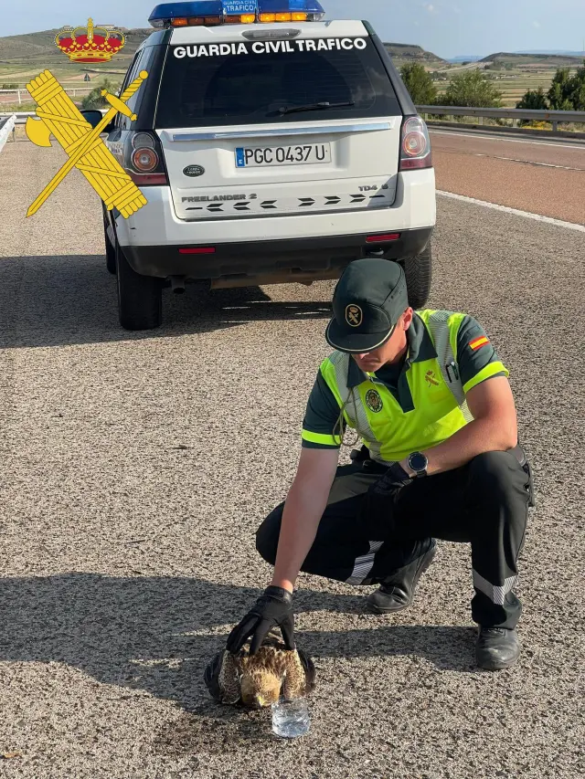 La Guardia Civil rescata un águila calzada malherida en la autovía A-23 en Teruel
