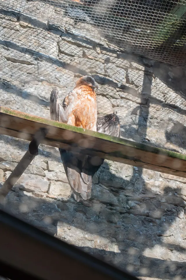 Uno de los quebrantahuesos que vive en cautividad en el Ecomuseo de la Fauna Pirenaica de Aínsa.