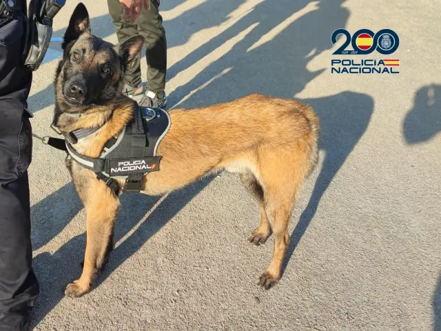 Zorro, el perro policía robado, un pastor belga malinois, perteneciente a su unidad de Guías Caninos.