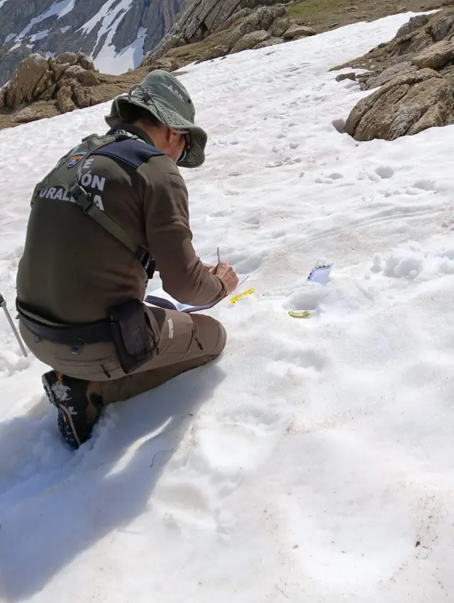 Un agente documenta el rastro del oso en la nieve en el Parque Natural de los Valles Occidentales.