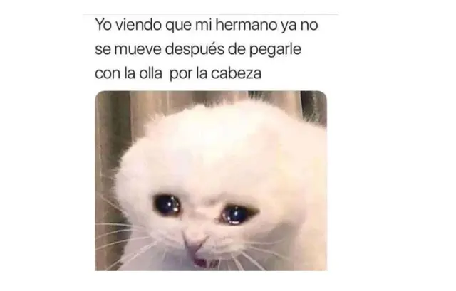 memes de animales en blanco