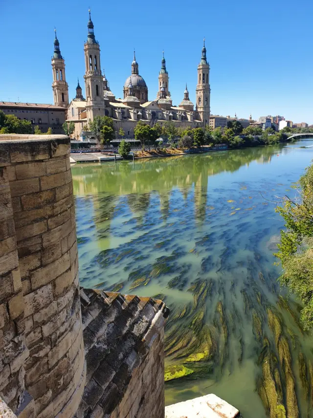 Macrófitos (mal llamadas algas) en el río Ebro a la altura del puente de Piedra, con la basílica del Pilar al fondo.