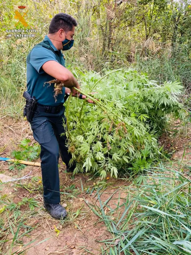 Imagen de una plantación de marihuana