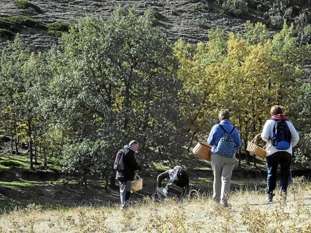 Los boletus y los rebollones son las especies más comunes en Aragón