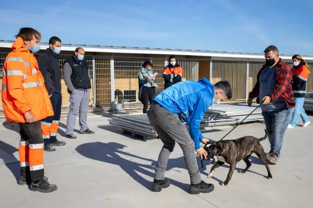 Adiestramiento de perros del Centro de Protección Animal