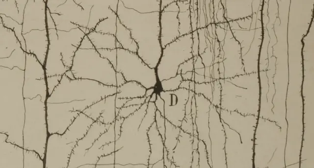 La exposición muestra 12 dibujos originales de Ramón y Cajal