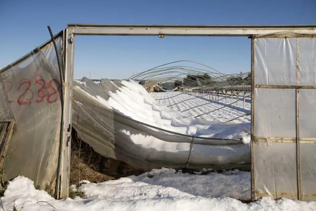 Foto de los invernaderos de Peñaflor destrozados por el peso de la nieve tras el paso de la borrasca Filomena