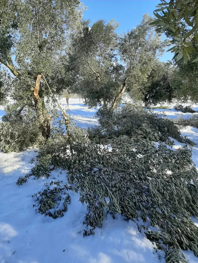 La acumulación de nieve en los olivos centenarios de Belchite ha terminado por resquebrajar sus ramas.