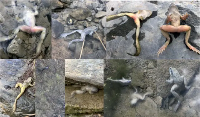 Ejemplares de rana pyrenaica encontrados muertos por ranavirosis en el verano de 2020 en el Parque Nacional de Ordesa y Monte Perdido.