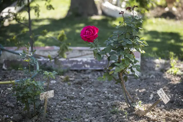 Rosas en el Jardín de la Media Legua.