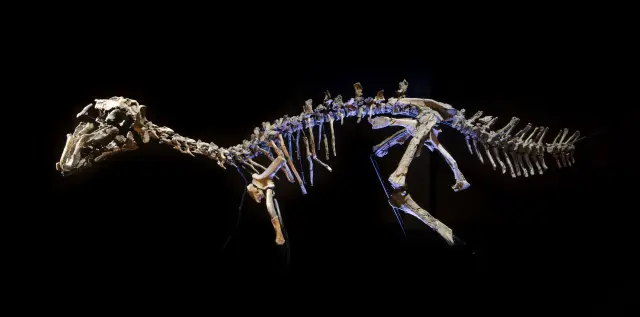 Montaje de un esqueleto original de Proa, con casi todos los huesos de un solo individuo.