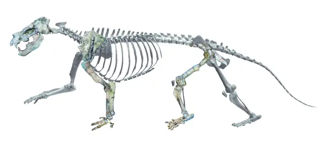 Esqueleto del Ammitocyon kainos.