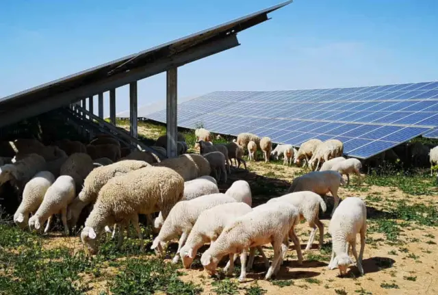 Instalación fotovoltaica de Iberdrola en Teruel.