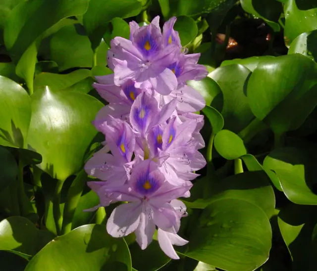 Eichhornia crassipes o jacinto de agua