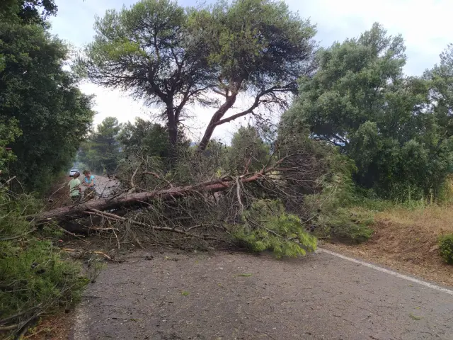 Imagen del pino que ha cortado la carretera de Riglos como consecuencia de los fuertes vientos de una tormenta.