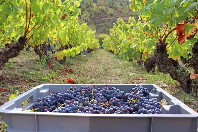 Los de Bal Minuta, a más de 1.300 metros, son los vinos a mayor altitud de España.