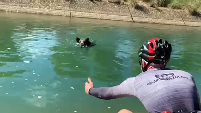 El ciclista anima a salir del agua al jabalí que después embistió a quien grababa la escena.