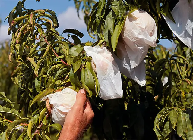 Una de las características técnicas de este cultivo es el embolsado, que garantiza la pureza del fruto y el contacto con fitosanitarios.