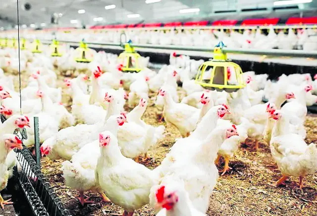 Las granjas de pollos tienen que mantener unas condiciones de luz y humedad constantes.