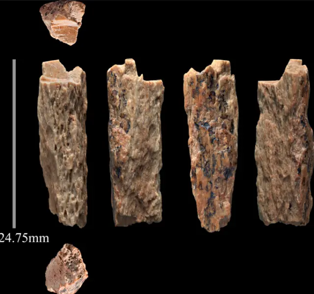 Fragmento de hueso, procedente de una chica híbrida de madre neandertal y padre denisovano.