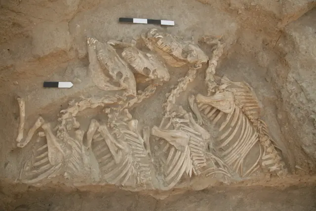 Varios équidos fueron encontrados en Tell Umm el-Marra (al norte de Siria), enterrados en un complejo funerario de hace 4.500 años.