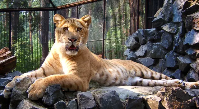 Ligre –híbrido de león y tigresa– en el zoo de Nowosibirsk, en una imagen de archivo.