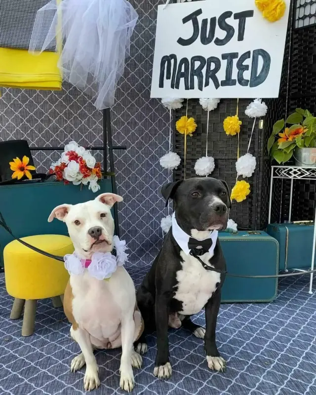 Dos perros mientras posan junto al cartel de "Recién casados"