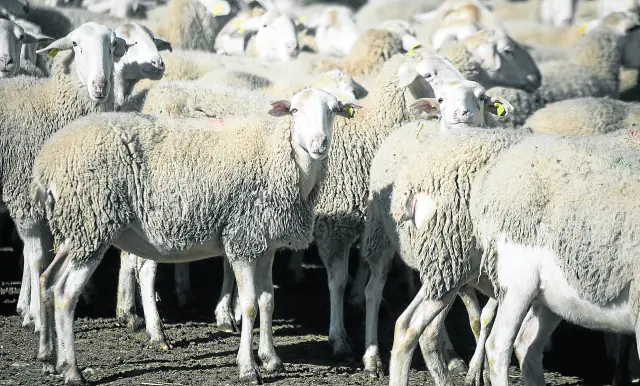 La ganadería de ovino es uno de los sectores vulnerables que podría ser destino de las ayudas.