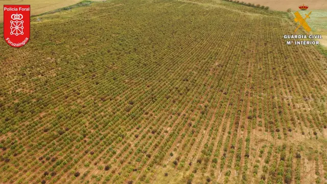 Los agentes encontraron 11 fincas de cultivo de cáñamo con unas 415.000 plantas