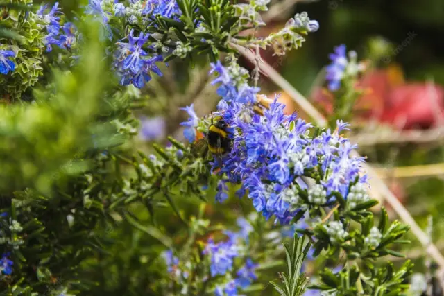 Una abeja recoge el polen de unas flores de romero.