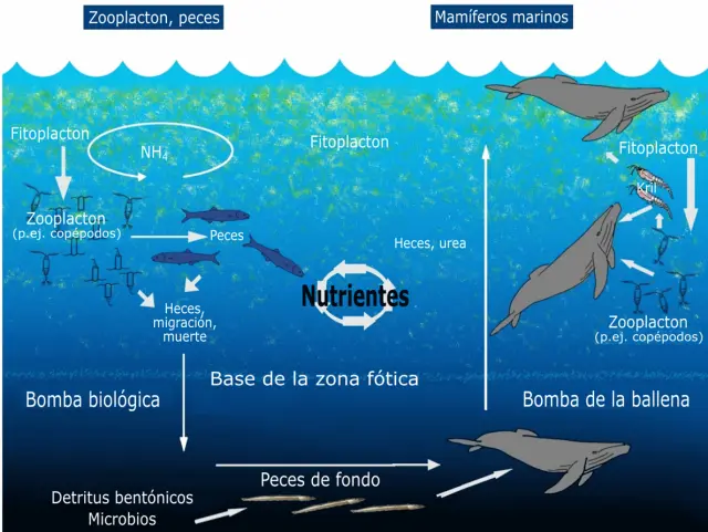 Ejemplo de un ciclo biogeoquímico en el mar.