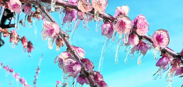 Frutales cubiertos del hielo con el que se protege la flor con los riegos antiheladas.
